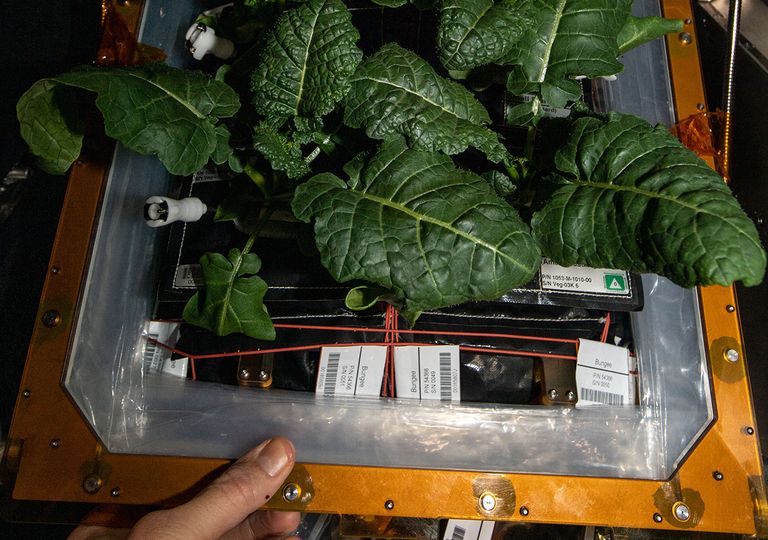 Agricultura espacial Agricultura espacial