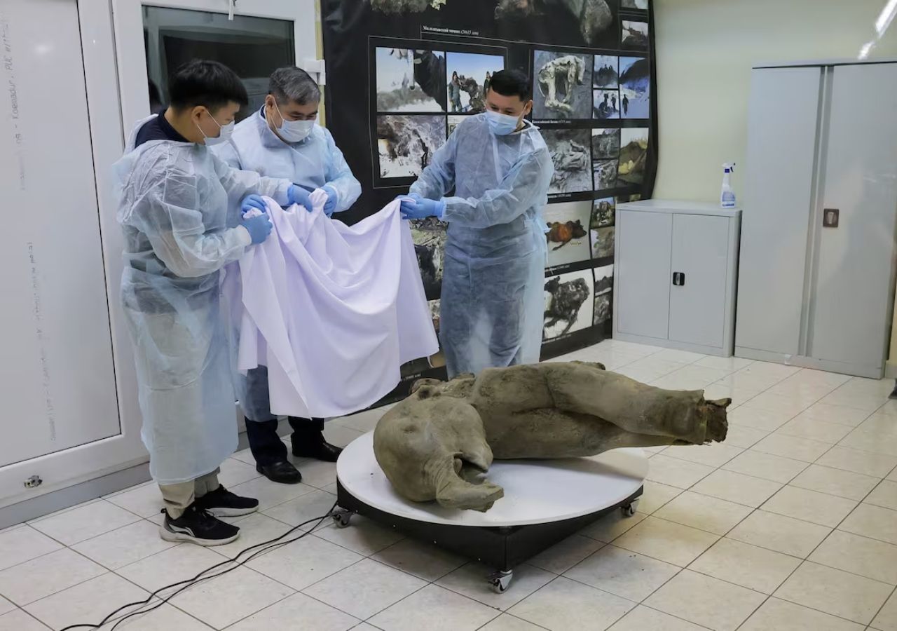 Descubren un cadáver de mamut bebé perfectamente conservado después de ...