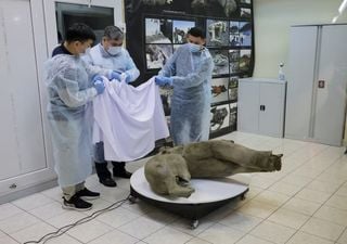 Descubren cadáver de mamut bebé perfectamente conservado después de 50.000 años en Siberia