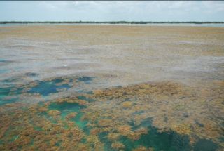Descubren la mayor floreción de algas en el mundo