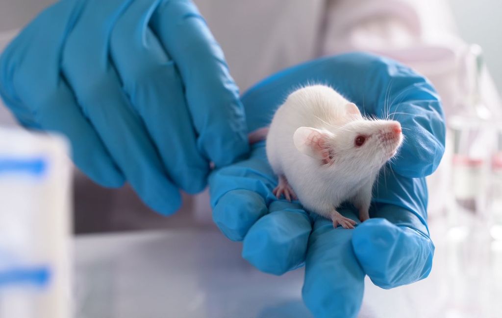 En el estudio demostraron que el aumento de la producción de andrógenos endógenos en ratones machos puede mitigar la inflamación pulmonar tipo 2. En el estudio demostraron que el aumento de la producción de andrógenos endógenos en ratones machos puede mitigar la inflamación pulmonar tipo 2.