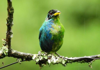 Descubren enigmático pájaro tropical bicolor con características de ambos sexos