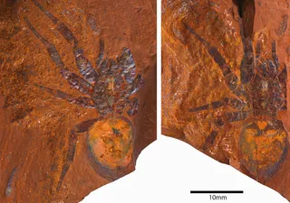 The discovery of a fossil of the second largest spider in the world in Australia