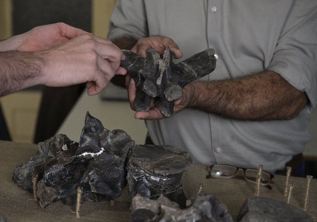 Fossile Überreste von Megaraptoriden