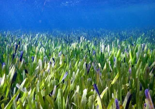 Descubren la planta marina más grande del mundo: Posidonia australis