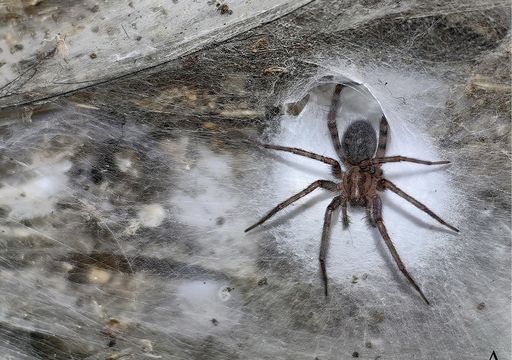 Descubren la telaraña más larga y grande del mundo, creada por más de 100 mil arañas que decidieron trabajar juntas