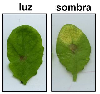 Descubren por qué la sombra reduce las defensas de las plantas