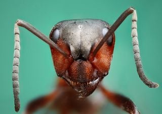 Descubren que el rendimiento de las hormigas mejora con dosis de cafeína similares a las de una bebida energética