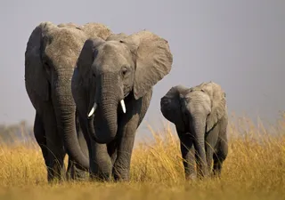 Descobriu-se que os elefantes se tratam por nomes próprios como os humanos