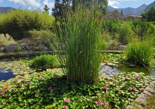 Descubren que una enigm&aacute;tica planta prehist&oacute;rica crea agua tan extra&ntilde;a que parece extraterrestre