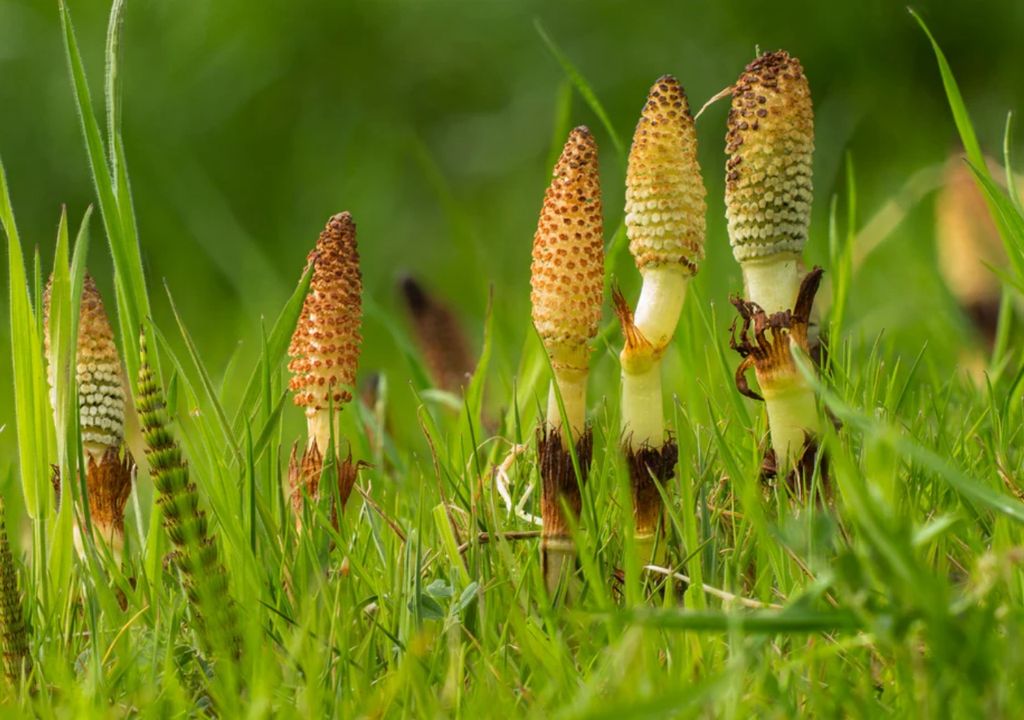 Colas de caballo plantas Microestructuras de las colas de caballo fósiles pueden conservar firmas isotópicas durante millones de años.