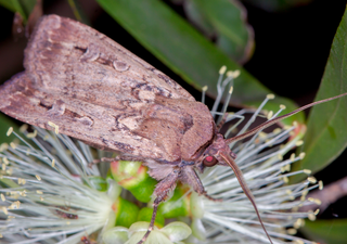 Descubren que una polilla de Australia es el primer invertebrado conocido que utiliza las estrellas como brújula