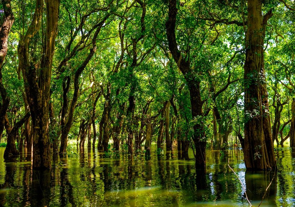 Descubren rica diversidad de especies: manglares de Camboya producen maravillas de vida silvestre difíciles de alcanzar. Noticias en tiempo real