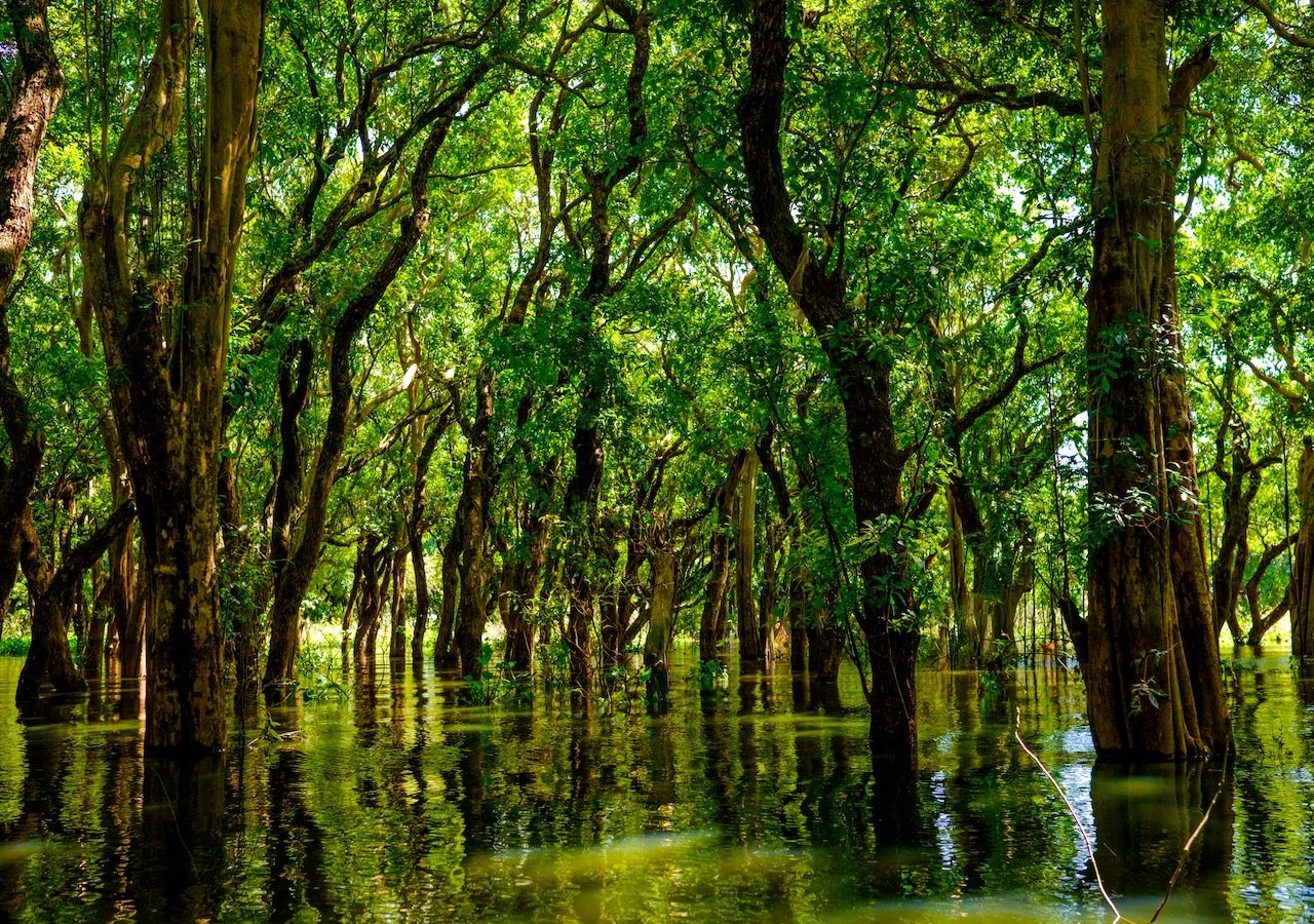 En los extensos bosques de manglares de Camboya, se revela una maravillosa diversidad de especies y dan fe a su conservación.