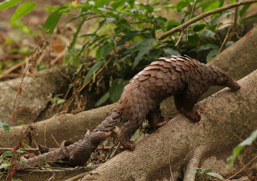 Pangolin
