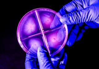 Descubren rocas que están 'vivas” en la Patagonia desde hace miles de millones de años