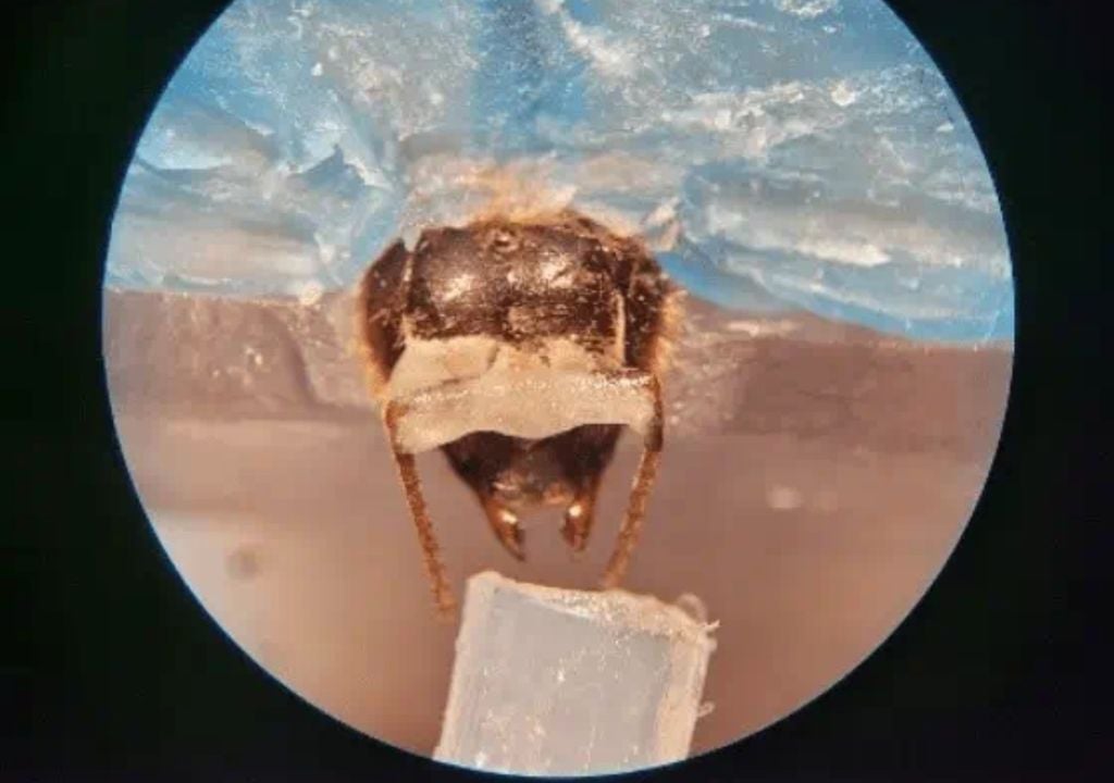 Bee exposed to a scent sample