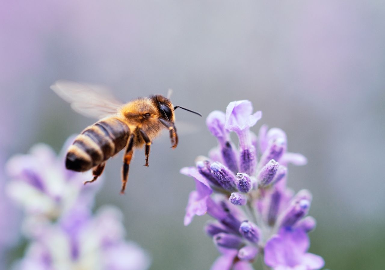 They discover a “superpower” in bees that can be used to detect lung cancer.