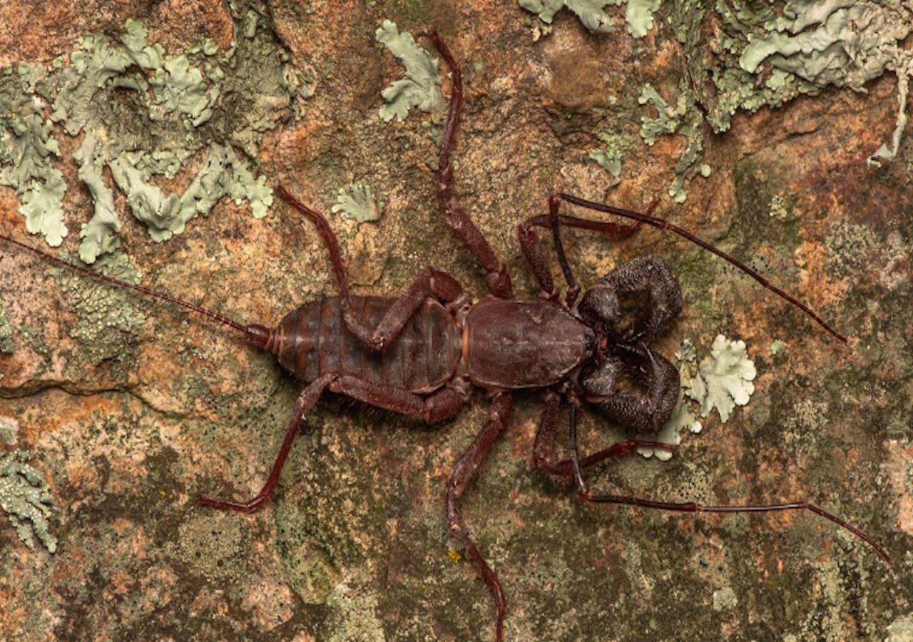 Descubren tres nuevas especies de vinagrillo gigante en México; estos