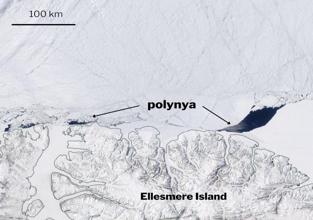 Polinia Polinia