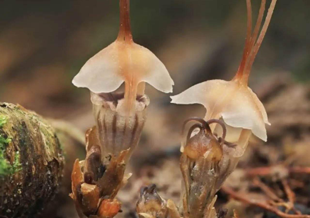 They Discover a Fairy Lantern, the Strange Flower That Does Not Perform  Photosynthesis and Is Critically Endangered
