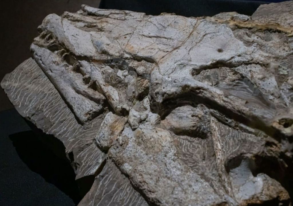 Nueva especie fósil de mosasaurio, Yagurosaurus regiomontanus, descubierta en Nuevo León, México