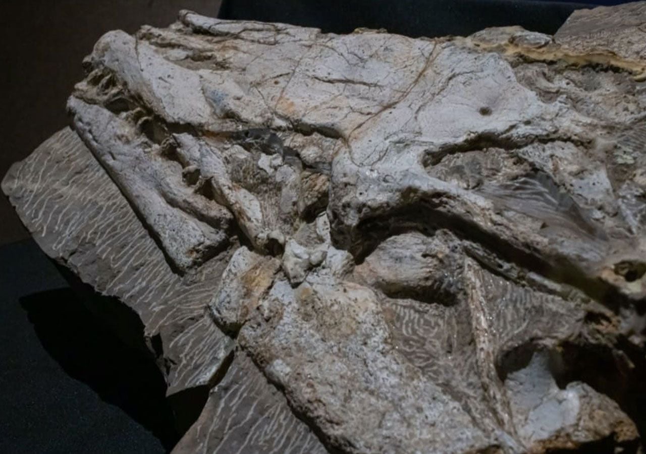 Fósil de nueva especie de reptil marino nombrado Yaguarasaurus regiomontanus fue encontrado en el municipio de Vallecillo, Nuevo León, y donado al MUDE en Saltillo, Coahuila. Crédito y fotografía: Primera Vuelta Noticias