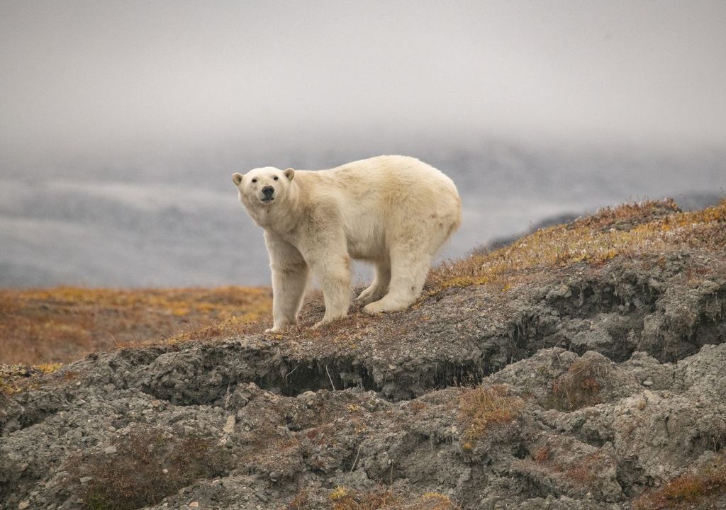 ursos polares, mudanças climáticas, Groenlândia