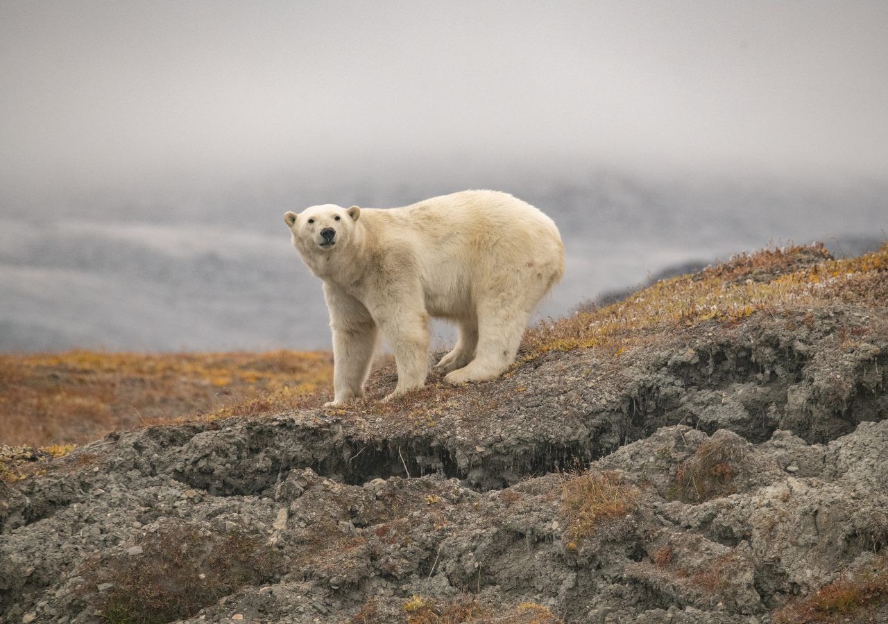 Los osos polares podrían adaptarse al cambio climático?, animales polares