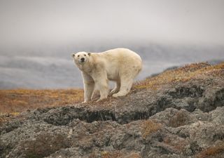 Descoberta uma população de ursos polares adaptados à ausência de gelo