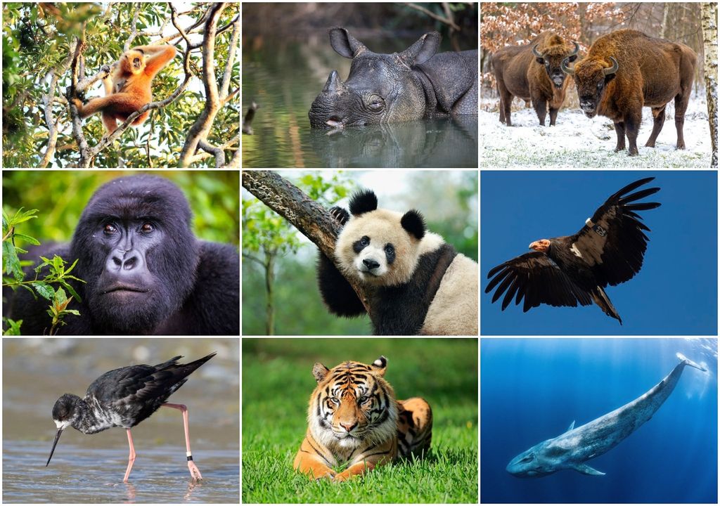 extincion, animales, conservacion, fauna