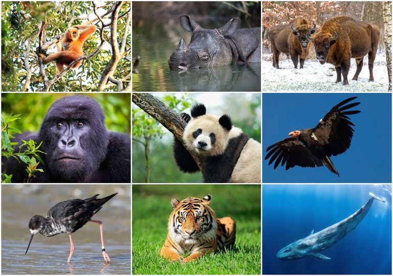 extincion, animales, conservacion, fauna extincion, animales, conservacion, fauna
