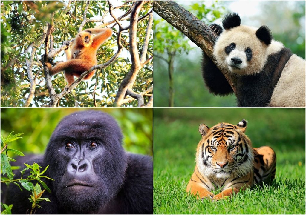 panda, tigre, mono, gorila panda, tigre, mono, gorila