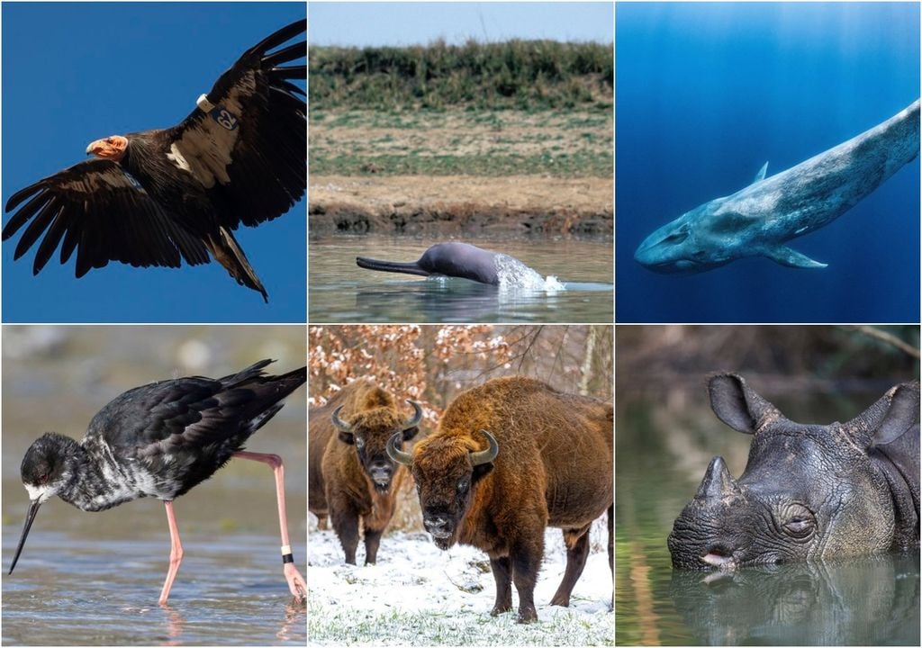 extincion, salvaje, rescate, habitat extincion, salvaje, rescate, habitat
