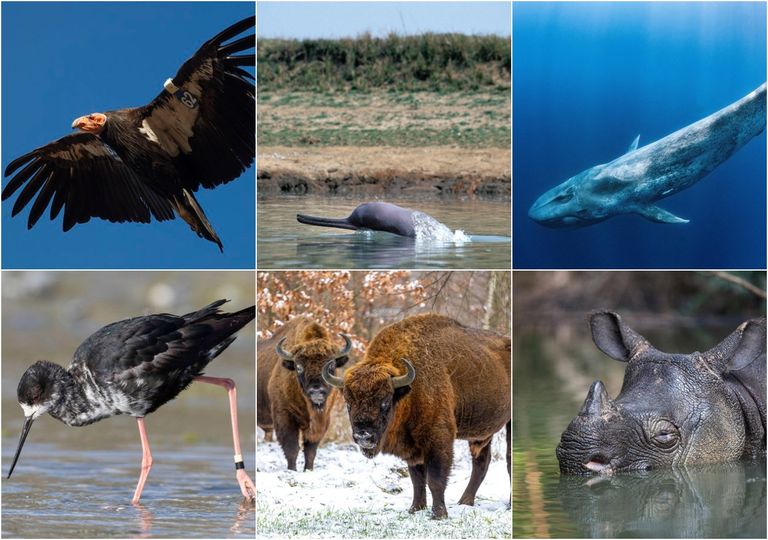 extincion, salvaje, rescate, habitat extincion, salvaje, rescate, habitat