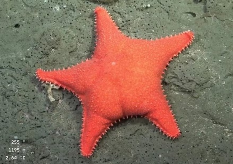 Desde el fondo del mar a tu pantalla: la expedición argentina que lo muestra todo