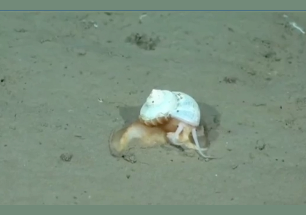 Caracol parecido a Gary