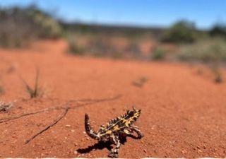 Desert lizards facing cost-of-living crisis due to rising temperatures