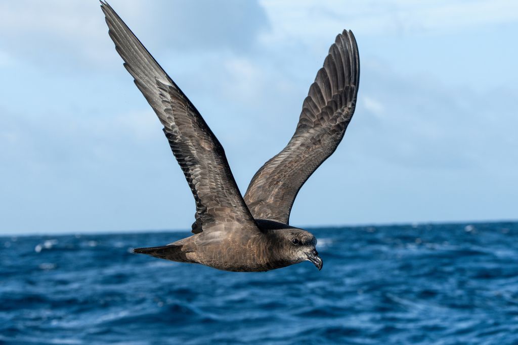 Desertas petrel