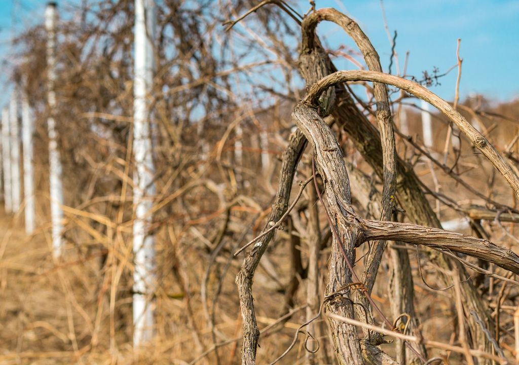 Parronales secos y abandonados Parronales secos y abandonados