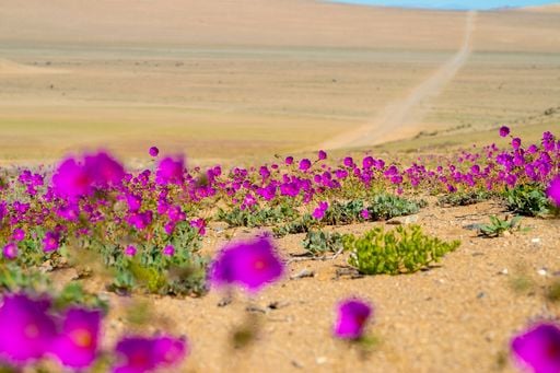 Deserto florido no Atacama: a pequena flor que inspira a luta contra a seca