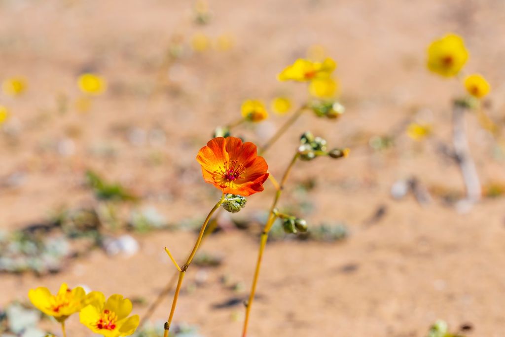 atacama, chile atacama, chile