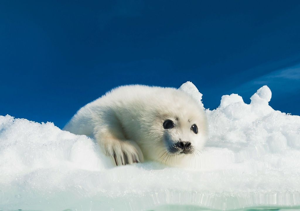 Foca bebé sobre la nieve ártica