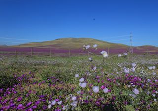 ¿Más o menos flores en el Desierto florido? Factores que lo influencian