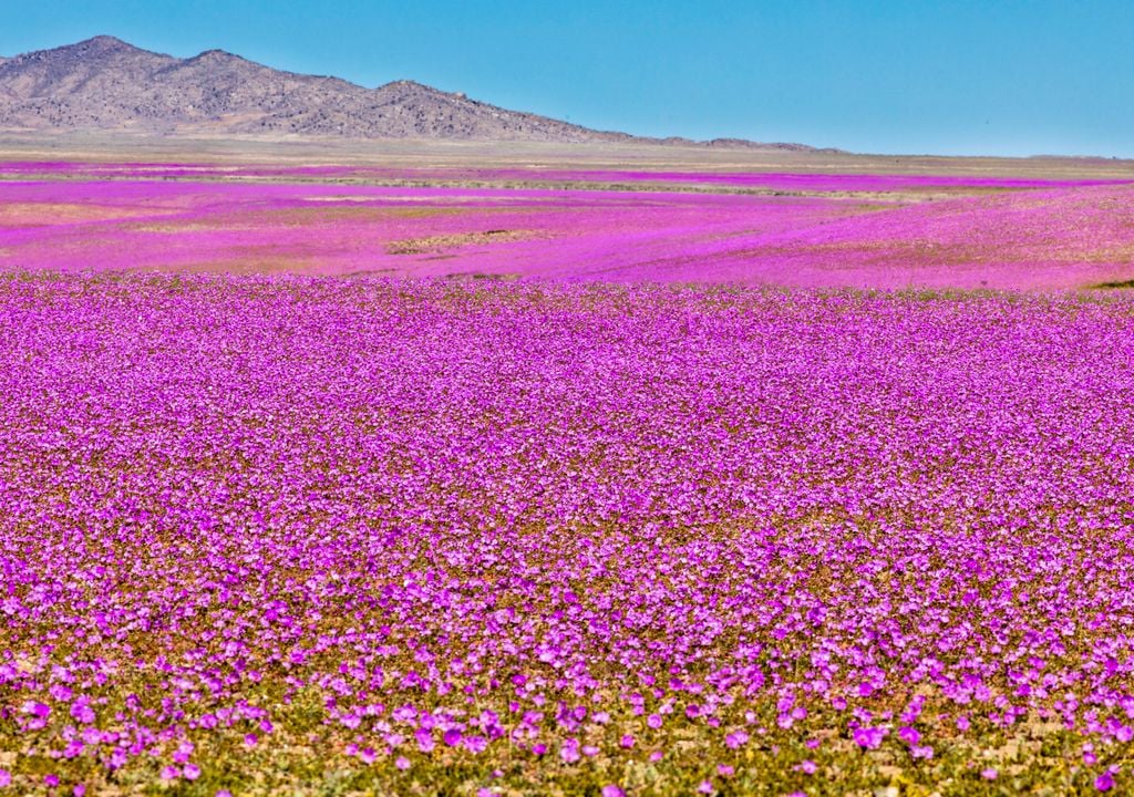 Desierto Florido 2025 en Chile.