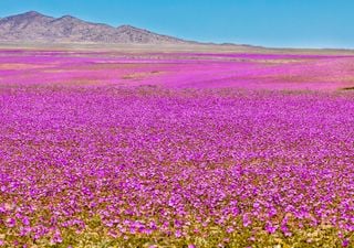 Desierto Florido 2025: cuándo y dónde ver el fenómeno que cubre de color al norte de Chile