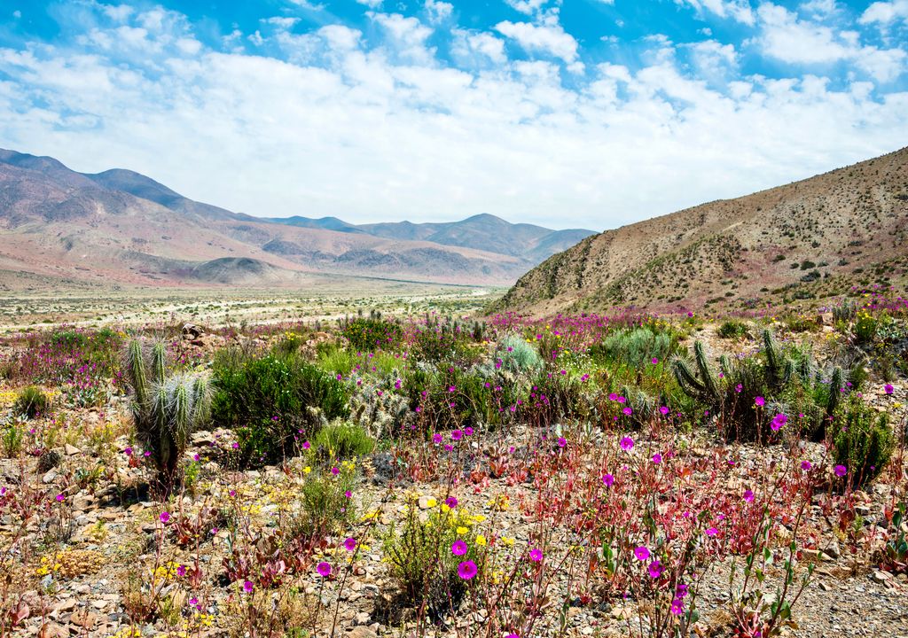 Desierto Florido, Región de Atacama.
