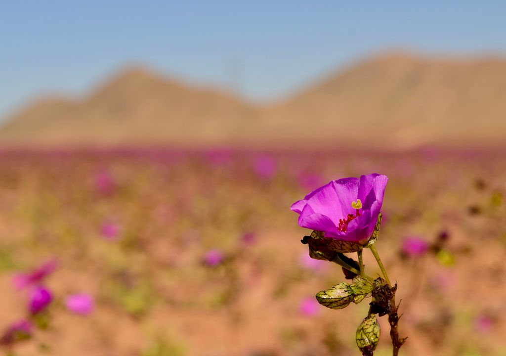 Flor pata de guanaco, Desierto Florido.