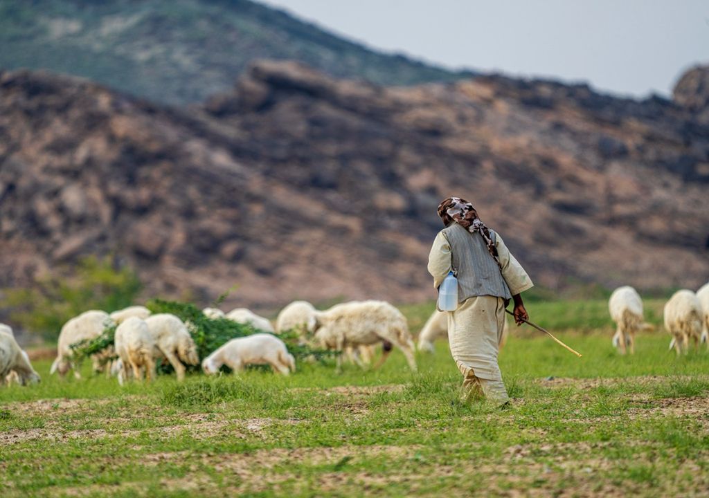 Schafhirte mit seinen Schafen in Saudi-Arabien