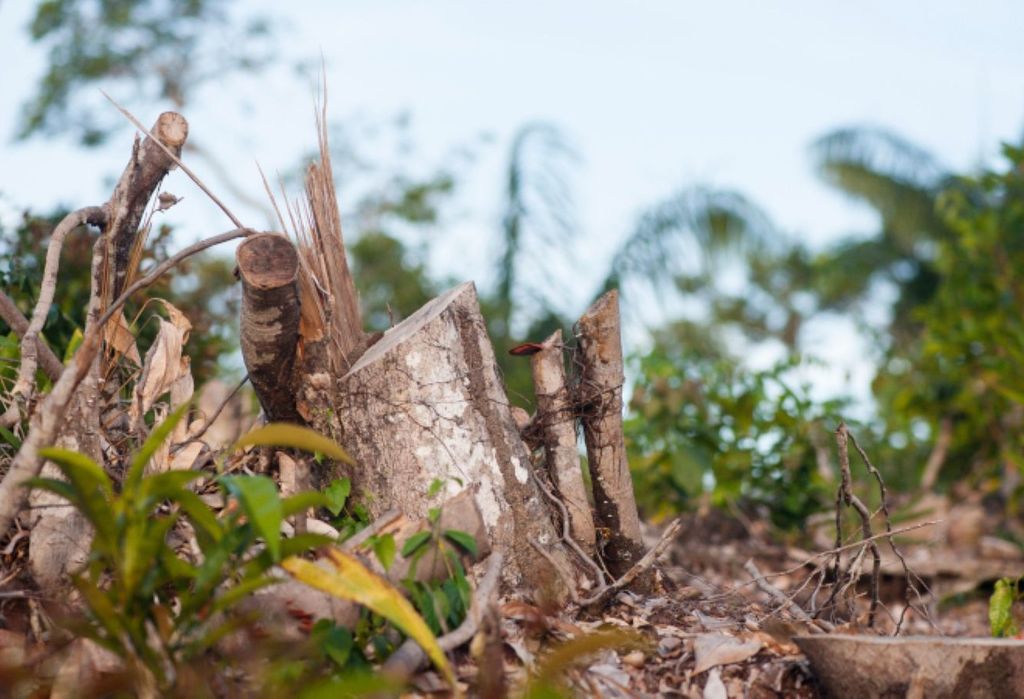Amazônia sofre com perda de vegetação, o que intensifica o calor e reduz a chuva durante a estação seca... Leia mais no texto original: (https://www.poder360.com.br/poder-brasil/desmatamento-reduz-chuvas-e-eleva-calor-na-amazonia/) © 2025 Todos os direitos são reservados ao Poder360, conforme a Lei nº 9.610/98. A publicação, redistribuição, transmissão e reescrita sem autorização prévia são proibidas.